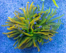 Load image into Gallery viewer, FK USA Holy Grail Torch Euphyllia (Collector Coral) FK505