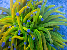 Load image into Gallery viewer, FK USA Holy Grail Torch Euphyllia (Collector Coral) FK505