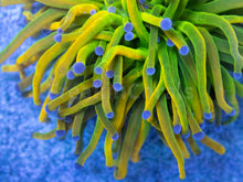 Load image into Gallery viewer, FK USA Holy Grail Torch Euphyllia (Collector Coral) FK505