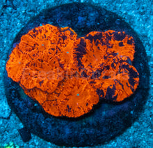 Load image into Gallery viewer, Blastomussa sp. “Deadpool”