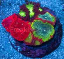 Load image into Gallery viewer, Blastomussa wellsi “Quadra Fusion” – Ultra Grade