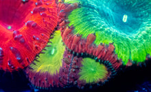 Load image into Gallery viewer, Blastomussa wellsi “Quadra Fusion” – Ultra Grade