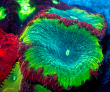 Load image into Gallery viewer, Blastomussa wellsi “Quadra Fusion” – Ultra Grade