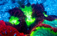 Load image into Gallery viewer, Blastomussa wellsi “Quadra Fusion” – Ultra Grade