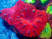 Load image into Gallery viewer, Blastomussa wellsi “Quadra Fusion” – Ultra Grade