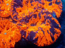 Load image into Gallery viewer, Blastomussa sp. “Deadpool”