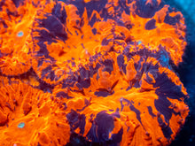 Load image into Gallery viewer, Blastomussa sp. “Deadpool”