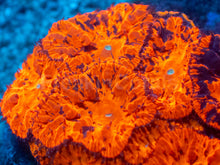 Load image into Gallery viewer, Blastomussa sp. “Deadpool”