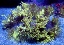 Load image into Gallery viewer, Catalaphyllia jardinei “Toxic Venom Stripes”