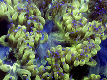 Load image into Gallery viewer, Catalaphyllia jardinei “Toxic Venom Stripes”