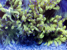 Load image into Gallery viewer, Catalaphyllia jardinei “Toxic Venom Stripes”