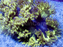 Load image into Gallery viewer, Catalaphyllia jardinei “Toxic Venom Stripes”