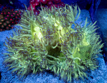 Load image into Gallery viewer, Catalaphyllia jardinei “Toxic Blue Flame”