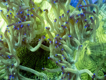 Load image into Gallery viewer, Catalaphyllia jardinei “Toxic Blue Flame”