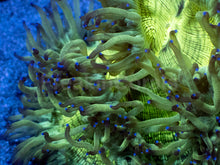 Load image into Gallery viewer, Catalaphyllia jardinei “Toxic Blue Flame”