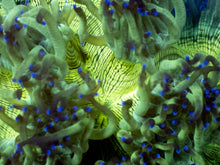Load image into Gallery viewer, Catalaphyllia jardinei “Toxic Blue Flame”