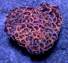 Load image into Gallery viewer, FK Pink Gold True Fusion Ancora Euphyllia (Rare Pattern) FK930