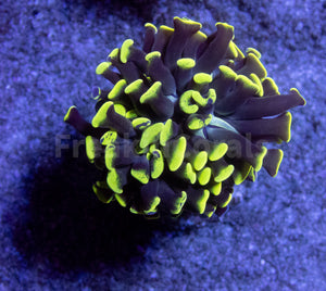 FK Yellow/Green Tip Paraancora Euphyllia