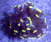 Load image into Gallery viewer, FK Yellow/Green Tip Paraancora Euphyllia