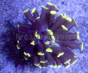 FK Yellow/Green Tip Paraancora Euphyllia