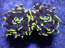 Carregar imagem no visualizador da galeria, FK Yellow/Green Tip Paraancora Euphyllia FK852