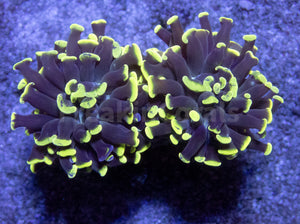 FK Yellow/Green Tip Paraancora Euphyllia FK852