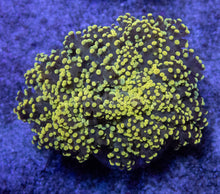 Carregar imagem no visualizador da galeria, FK Yellow Tip Yaeyamaensis Euphyllia FK912