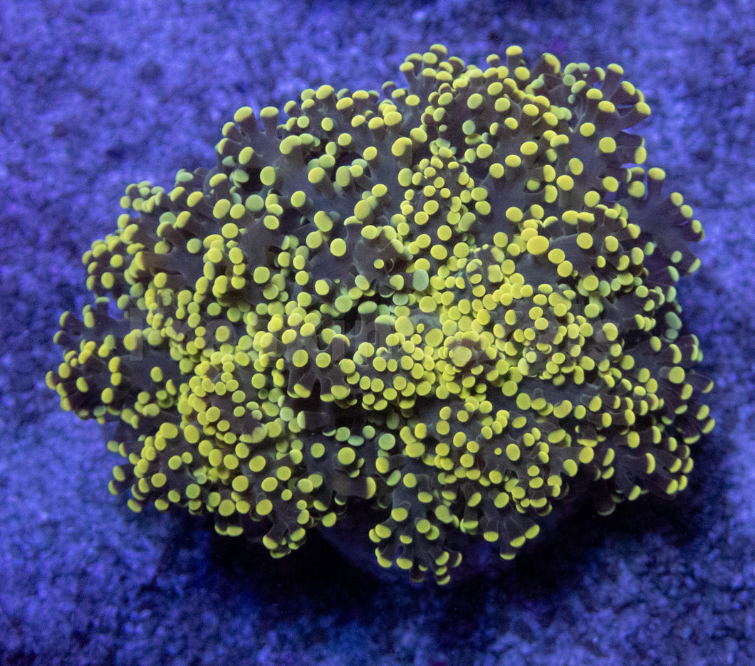 FK Yellow Tip Yaeyamaensis Euphyllia FK912