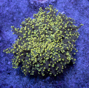 FK Yellow Tip Yaeyamaensis Euphyllia FK094