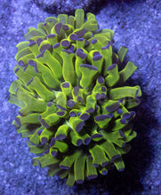 Load image into Gallery viewer, FK Blue Tip Paraancora Euphyllia FK624
