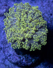 Carregar imagem no visualizador da galeria, FK Green Frogspawn Euphyllia (Rare Pattern) FK507