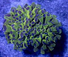 Load image into Gallery viewer, FK Blue Tip Paraancora Euphyllia FK757
