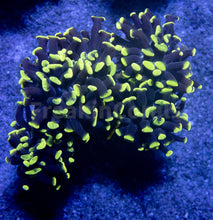 Load image into Gallery viewer, FK Green Tip Paraancora Euphyllia 704