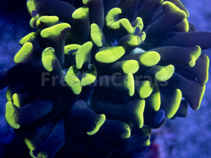 FK Yellow/Green Tip Paraancora Euphyllia