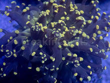 Load image into Gallery viewer, FK Yellow Tip Yaeyamaensis Euphyllia FK898