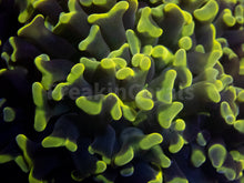 Load image into Gallery viewer, FK Yellow/Green Tip Paraancora Euphyllia FK956