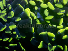 Load image into Gallery viewer, FK Yellow/Green Tip Paraancora Euphyllia FK738