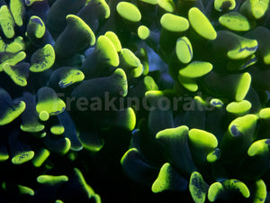 FK Yellow/Green Tip Paraancora Euphyllia FK738