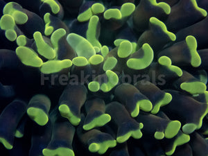 FK Yellow Tip Gold Shadow Paraancora Euphyllia FK605