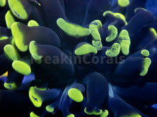 Load image into Gallery viewer, FK Yellow/Green Tip Paraancora Euphyllia FK852