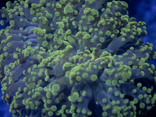 Carregar imagem no visualizador da galeria, FK Green Frogspawn Euphyllia (Rare Pattern) FK507