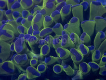 Load image into Gallery viewer, FK Blue Tip Paraancora Euphyllia FK757