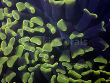 Load image into Gallery viewer, FK Ultra Yellow Tip Paraancora Euphyllia FK030
