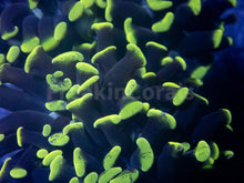 Load image into Gallery viewer, FK Green Tip Paraancora Euphyllia 704