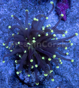 FK Green Light Torch Euphyllia