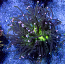 Load image into Gallery viewer, FK Toxic Green Torch Euphyllia