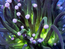Load image into Gallery viewer, FK Toxic Green Torch Euphyllia