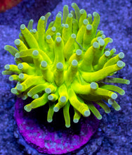 Load image into Gallery viewer, Euphyllia glabrescens “Flubber Torch – White Tip”