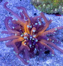 Load image into Gallery viewer, Euphyllia glabrescens “Imperial Graft Torch”