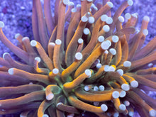 Load image into Gallery viewer, Euphyllia glabrescens “Banana Bronze Torch”